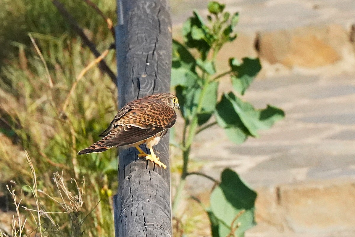 Eurasian Kestrel - ML647064027