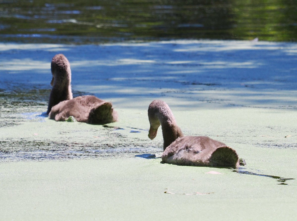 labuť černá - ML647064030