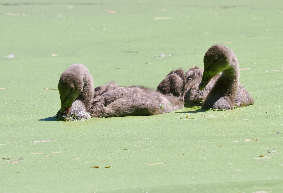 labuť černá - ML647064031