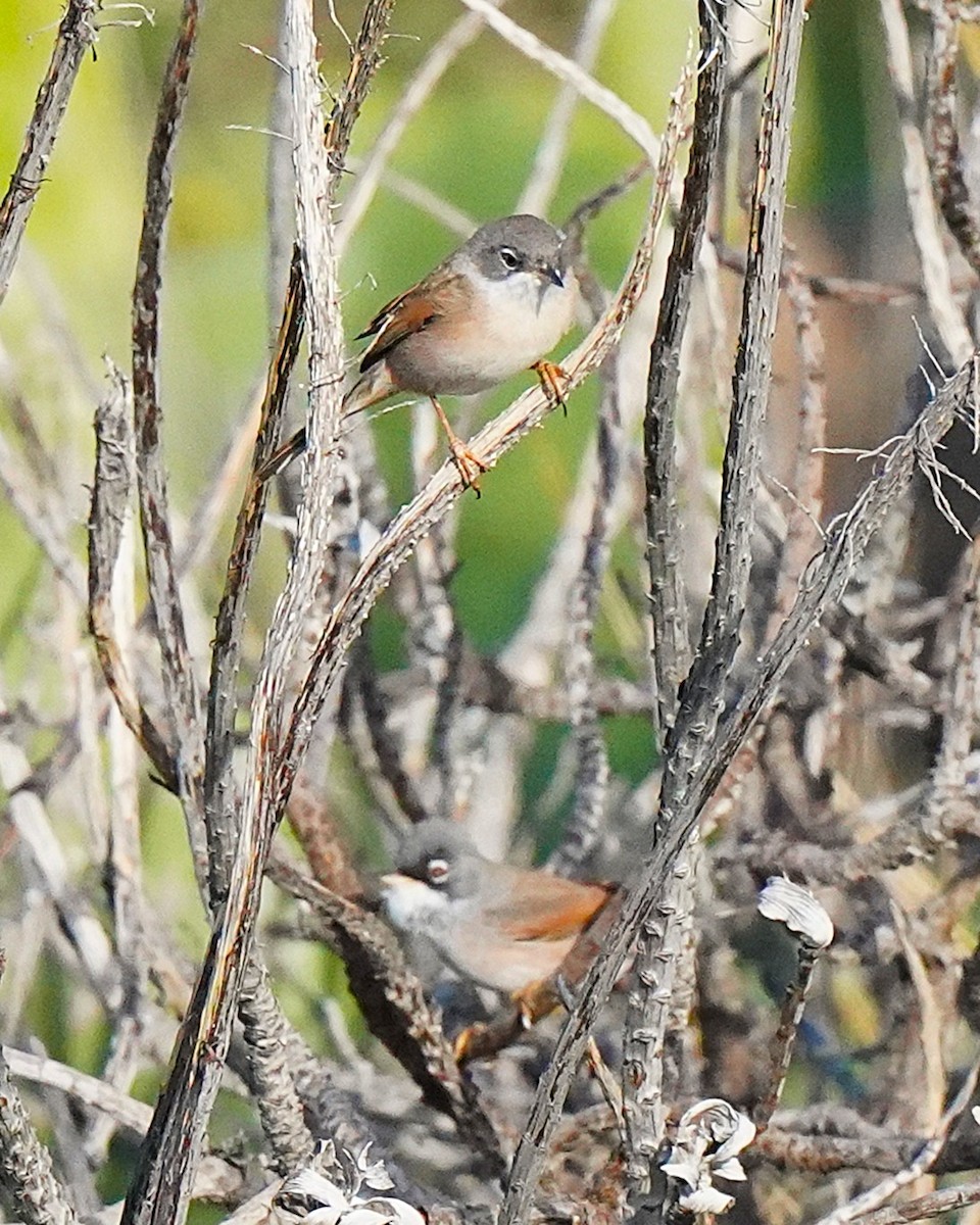 Spectacled Warbler - ML647064036
