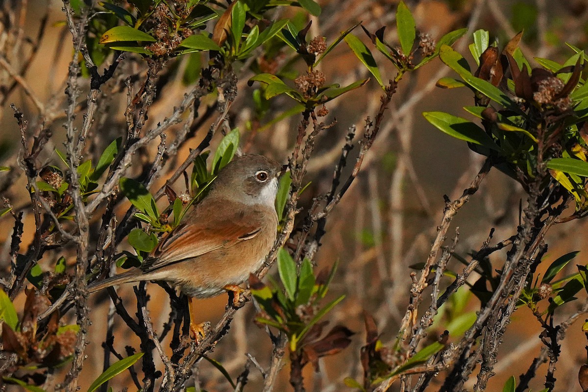 Spectacled Warbler - ML647064037