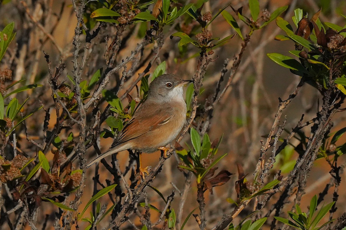 Spectacled Warbler - ML647064039