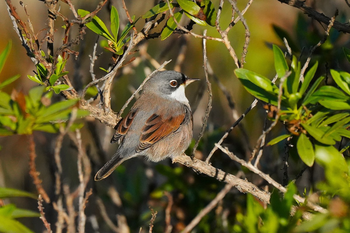 Spectacled Warbler - ML647064040