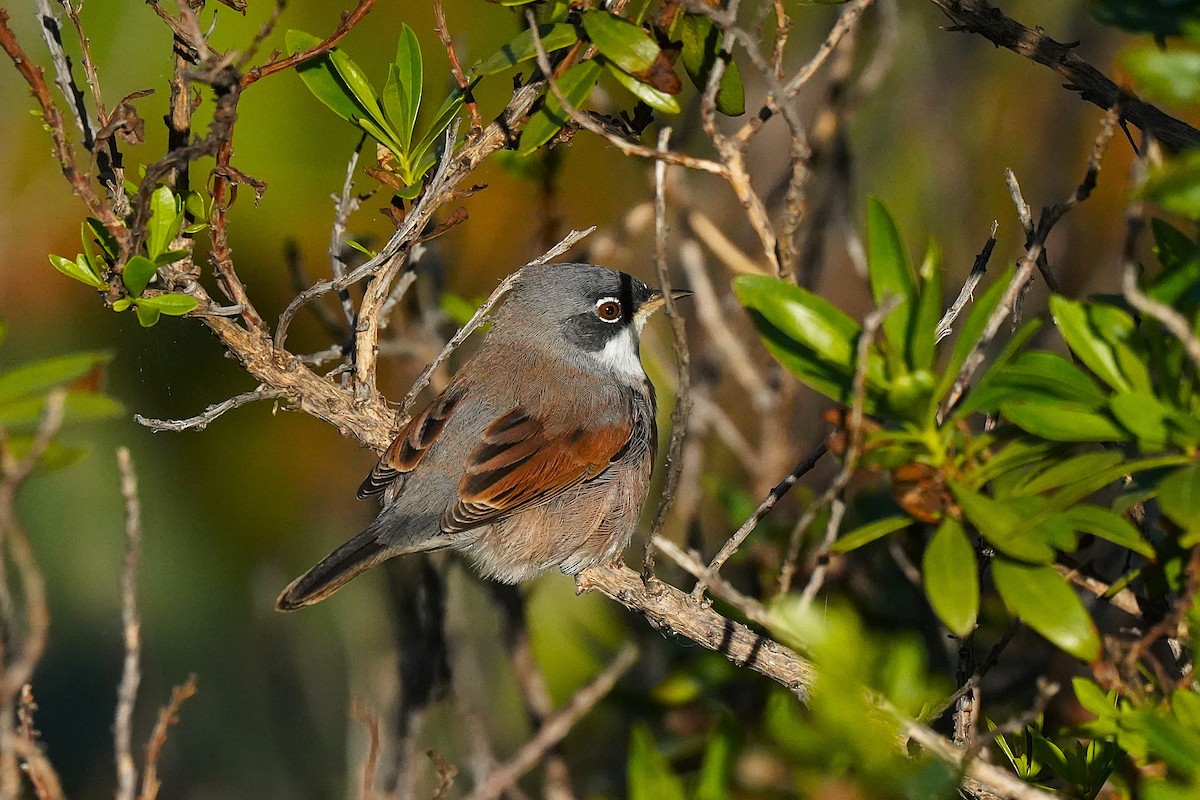 Spectacled Warbler - ML647064041