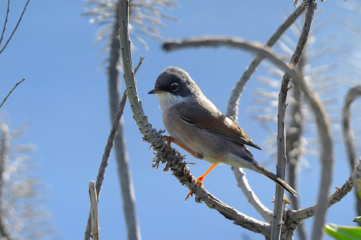 Fauvette à lunettes - ML647064043