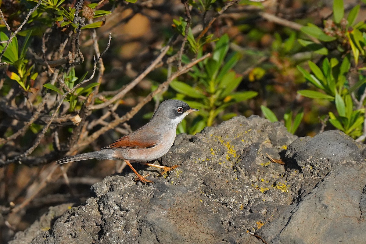 Fauvette à lunettes - ML647064044