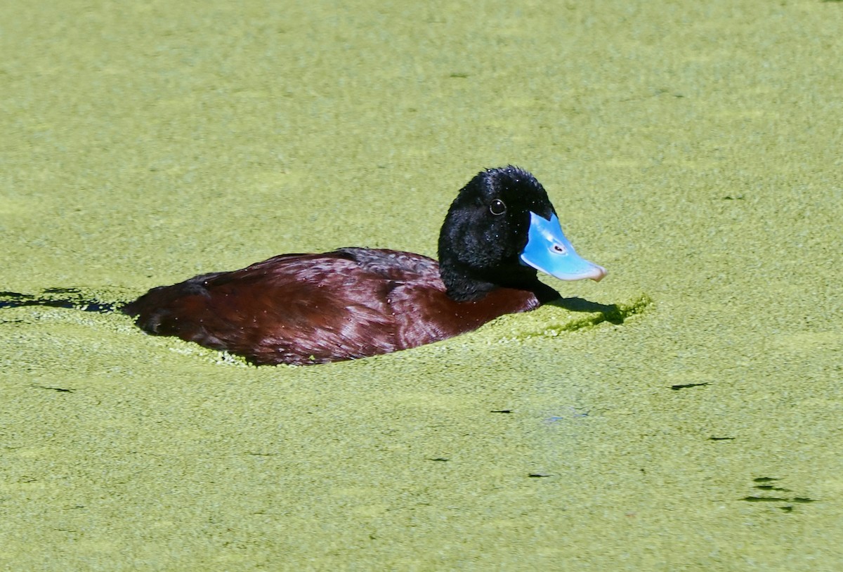 kachnice australská - ML647064046