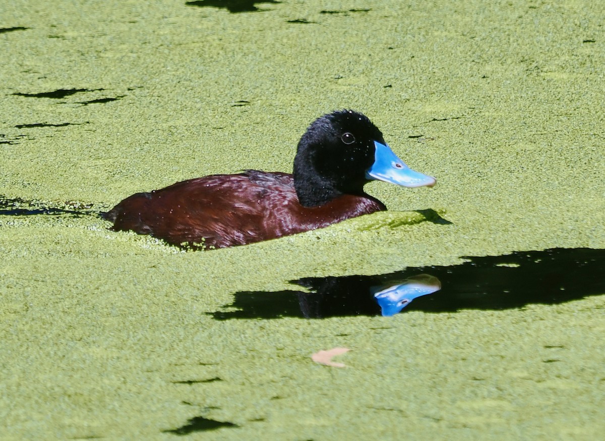 kachnice australská - ML647064048