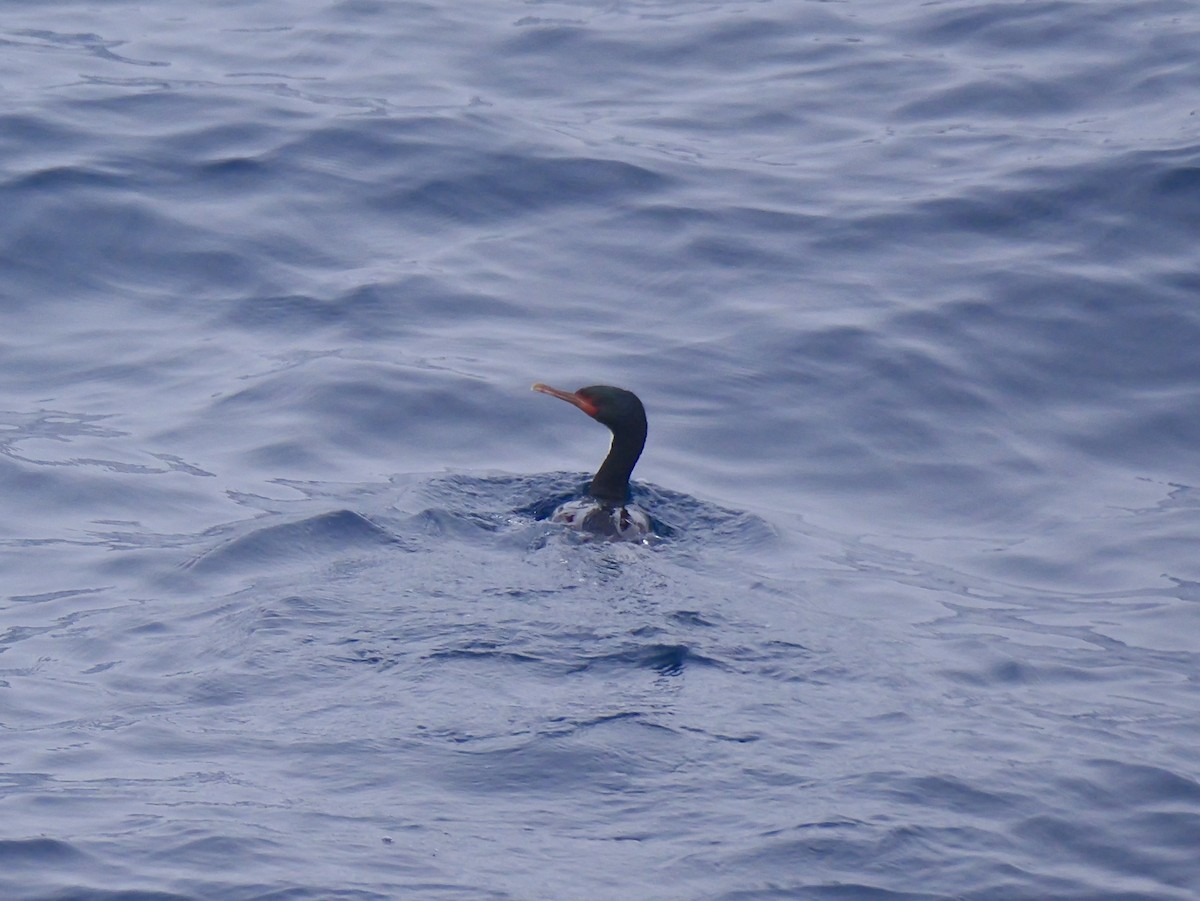 Bounty Islands Shag - ML647064053