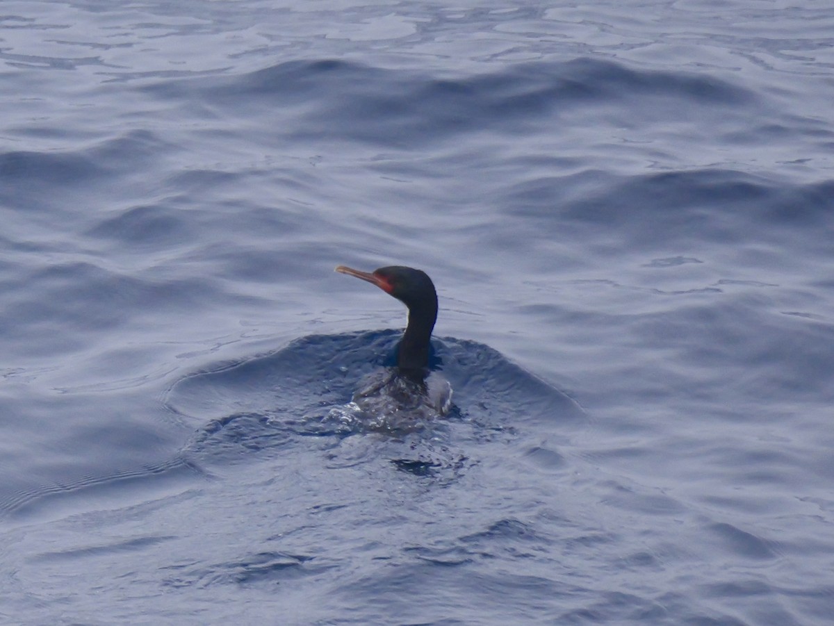 Bounty Islands Shag - ML647064054