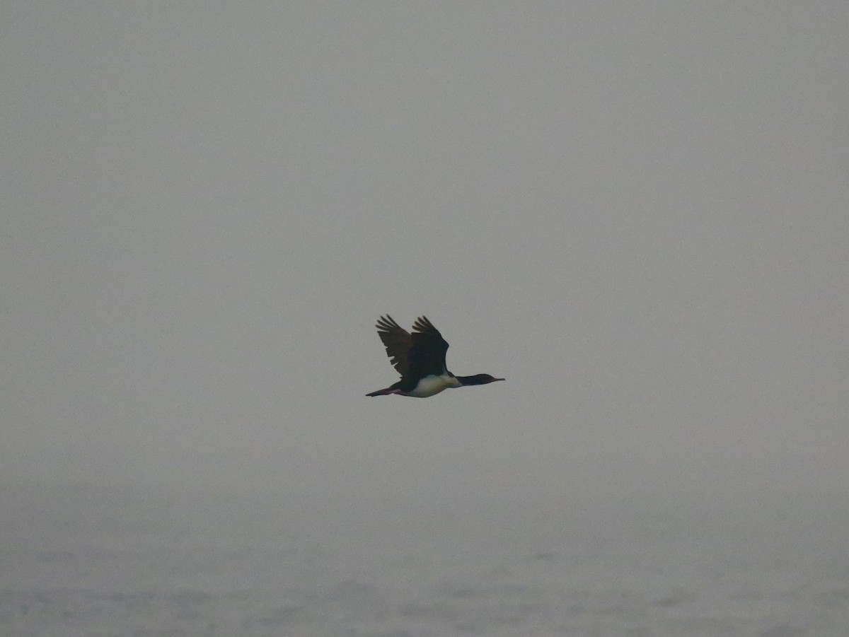 Bounty Islands Shag - ML647064055