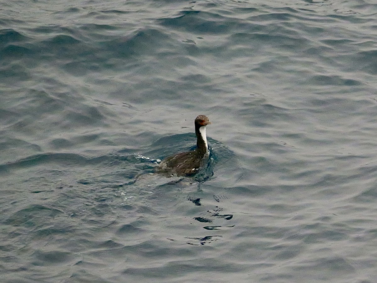 Bounty Islands Shag - ML647064056