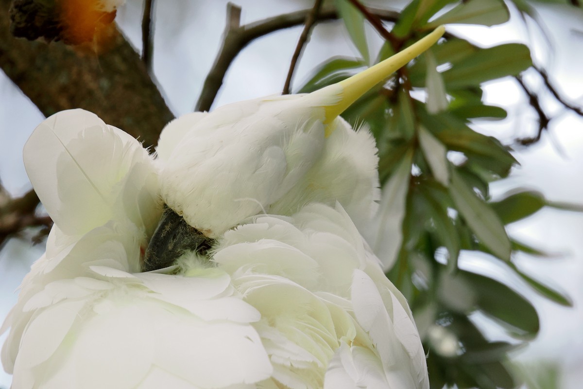 Какаду жовточубий - ML647064058