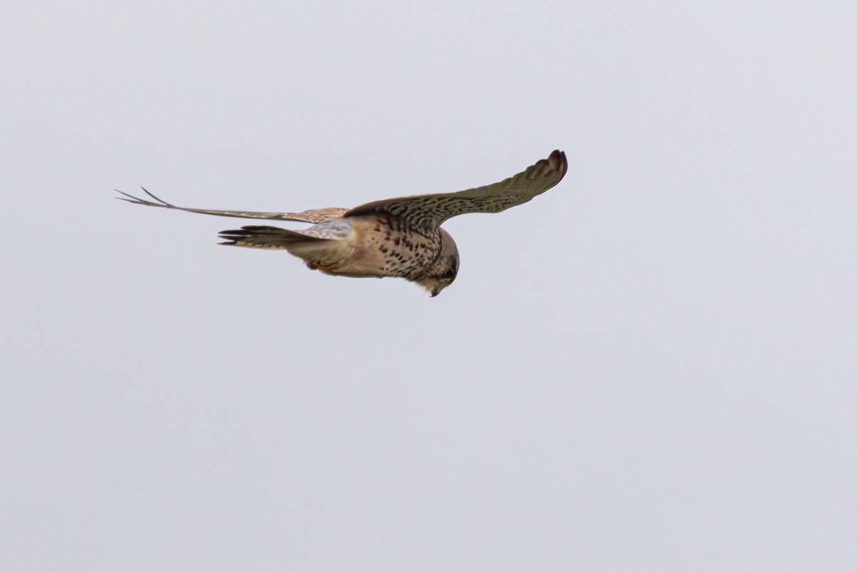 Eurasian Kestrel - ML647064060