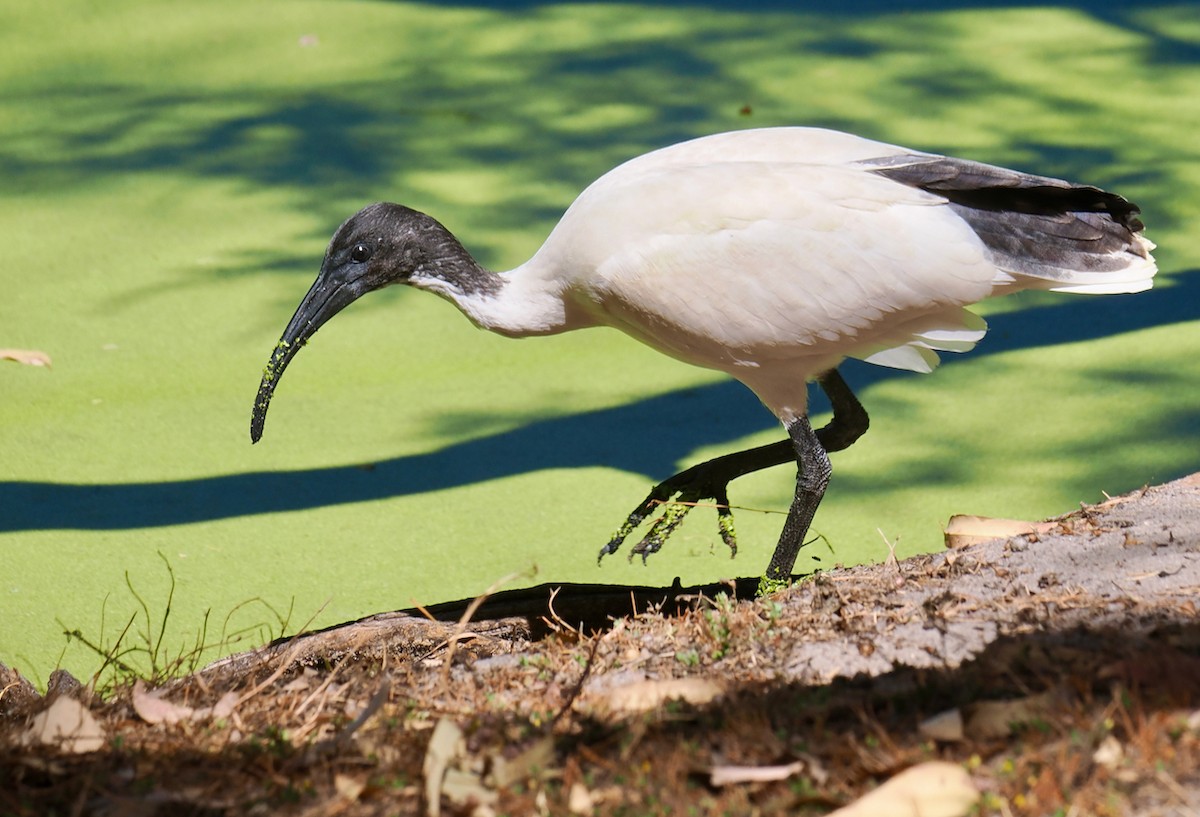 ibis australský - ML647064061