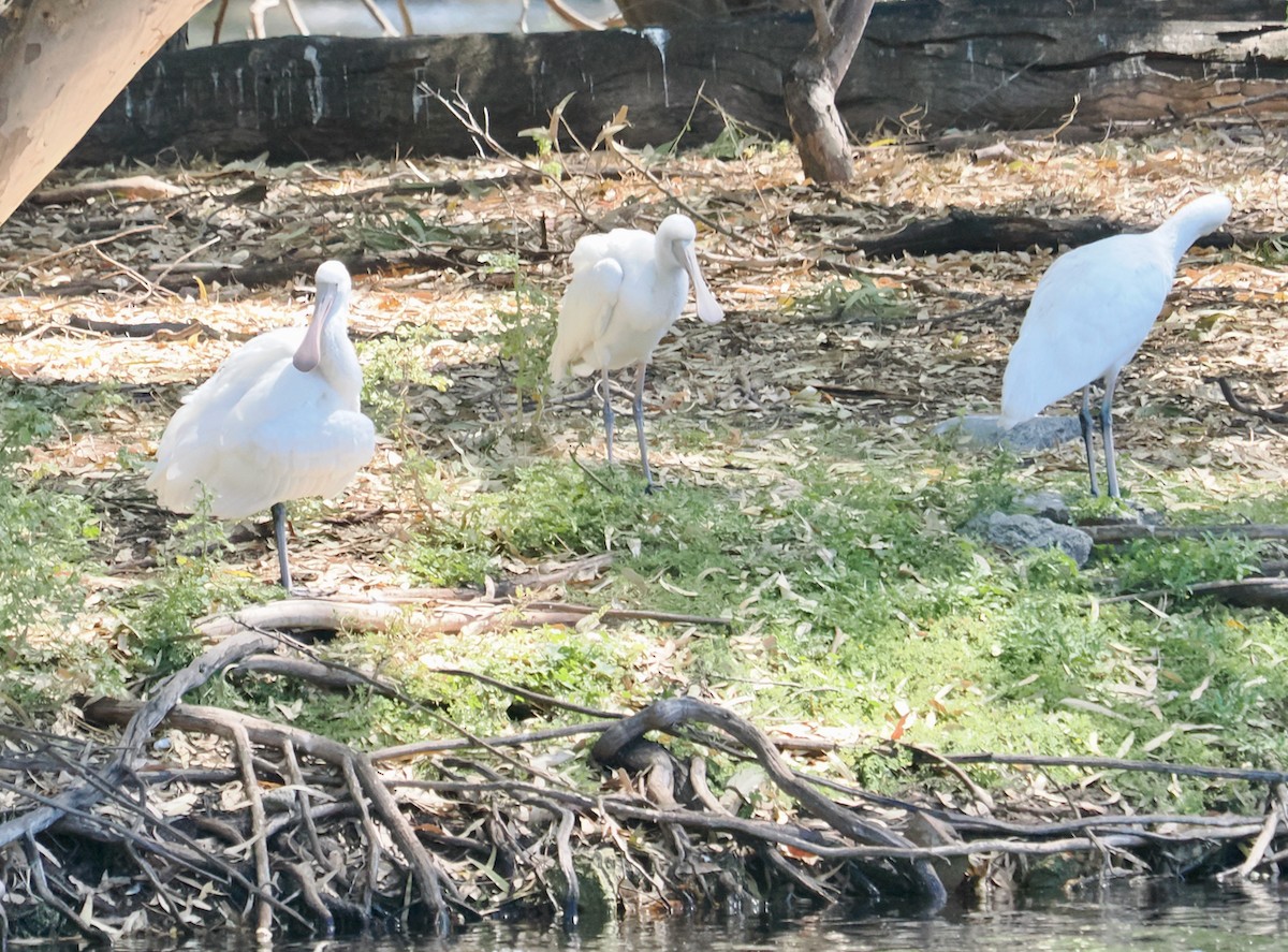 kolpík žlutozobý - ML647064063