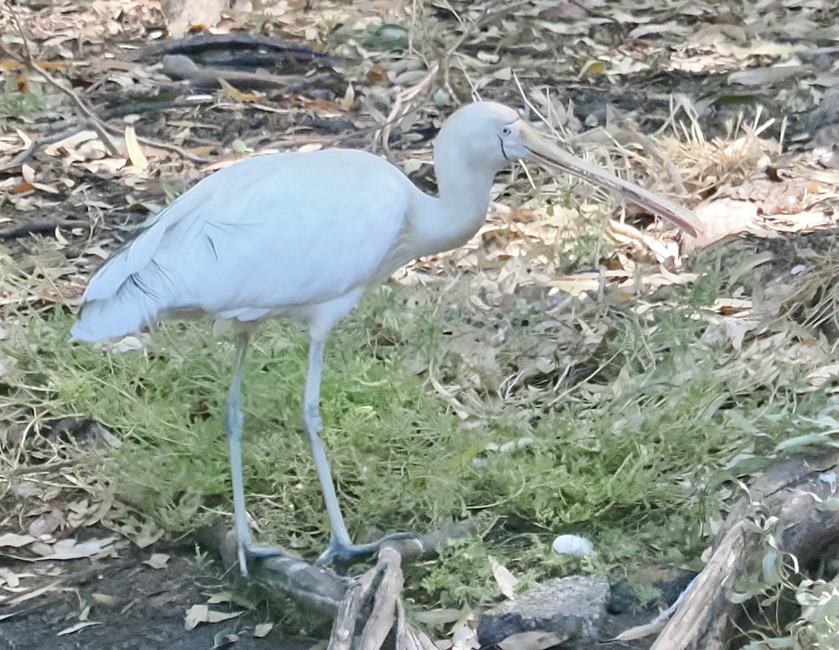 kolpík žlutozobý - ML647064064