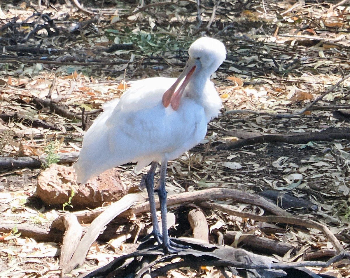 kolpík žlutozobý - ML647064065