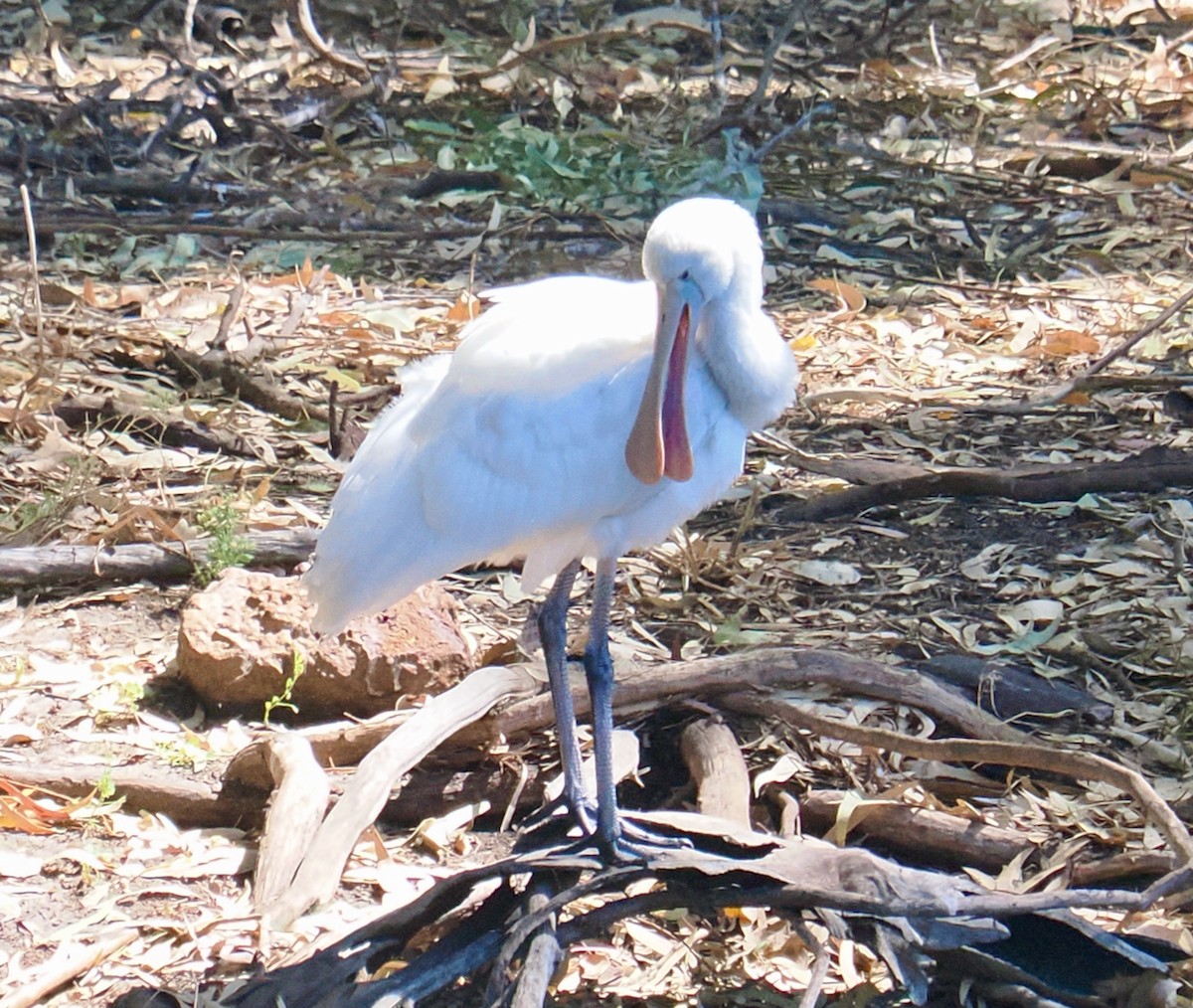 kolpík žlutozobý - ML647064066