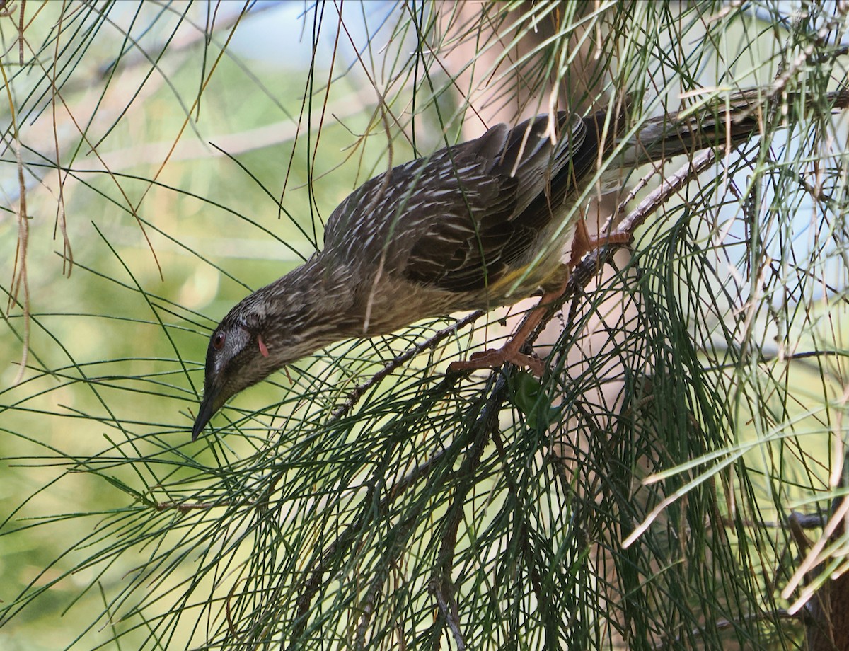 laločnatka jihoaustralská - ML647064071