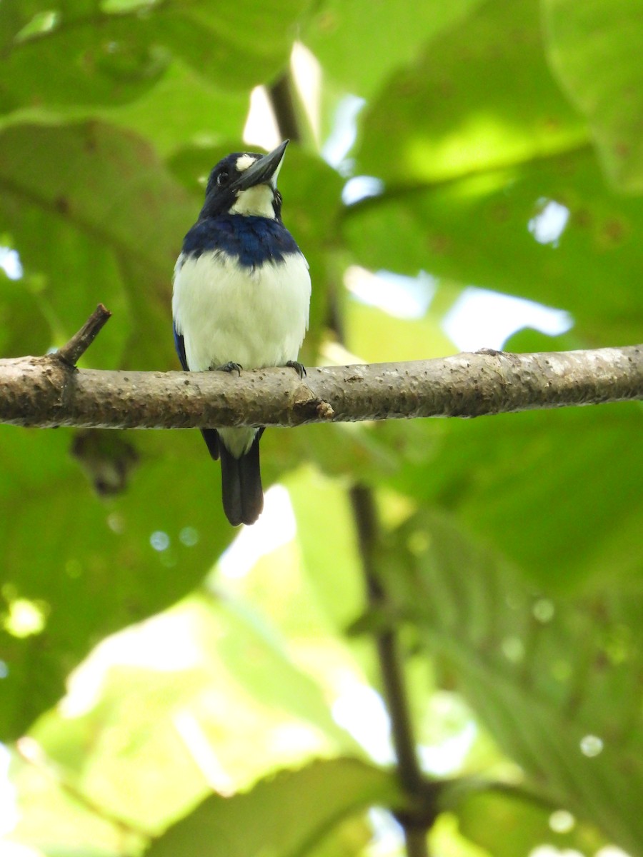 Blue-and-white Kingfisher - ML647064079