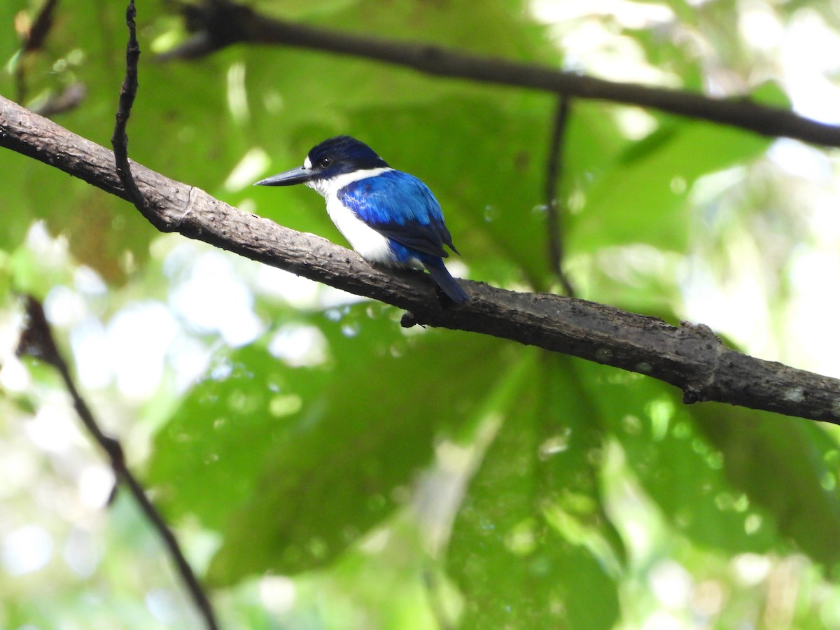 Blue-and-white Kingfisher - ML647064080