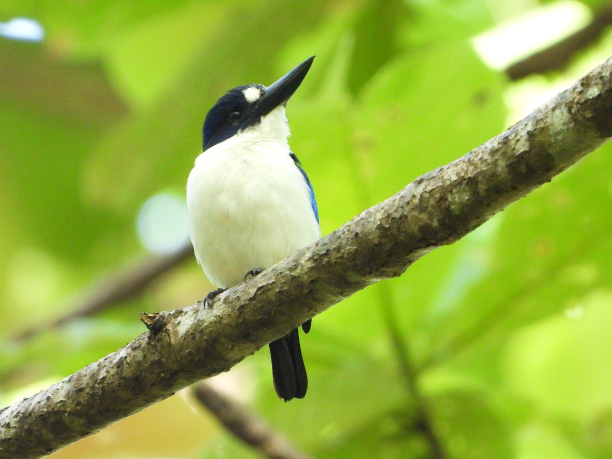 Blue-and-white Kingfisher - ML647064081