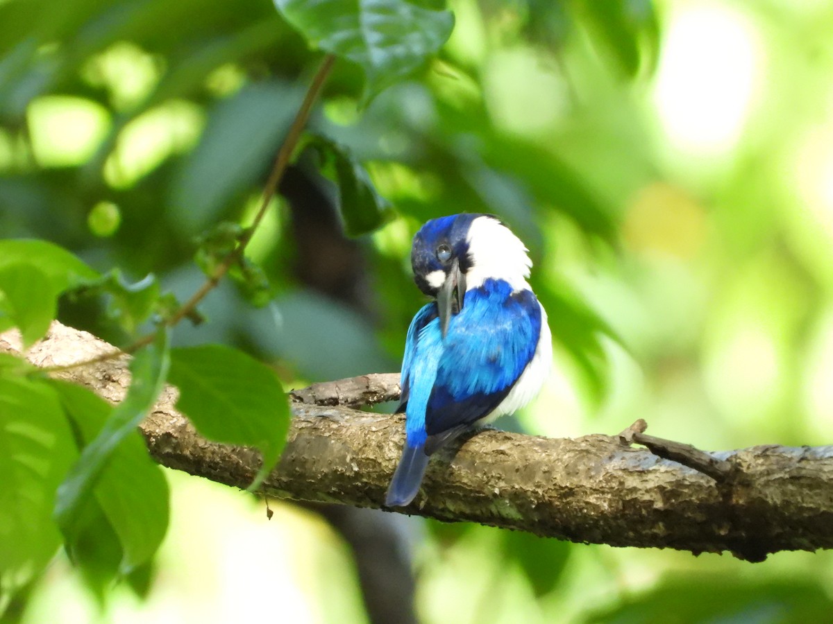 Blue-and-white Kingfisher - ML647064082
