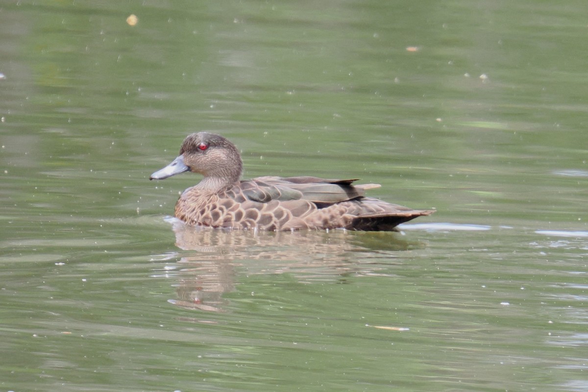Chestnut Teal - ML647064084
