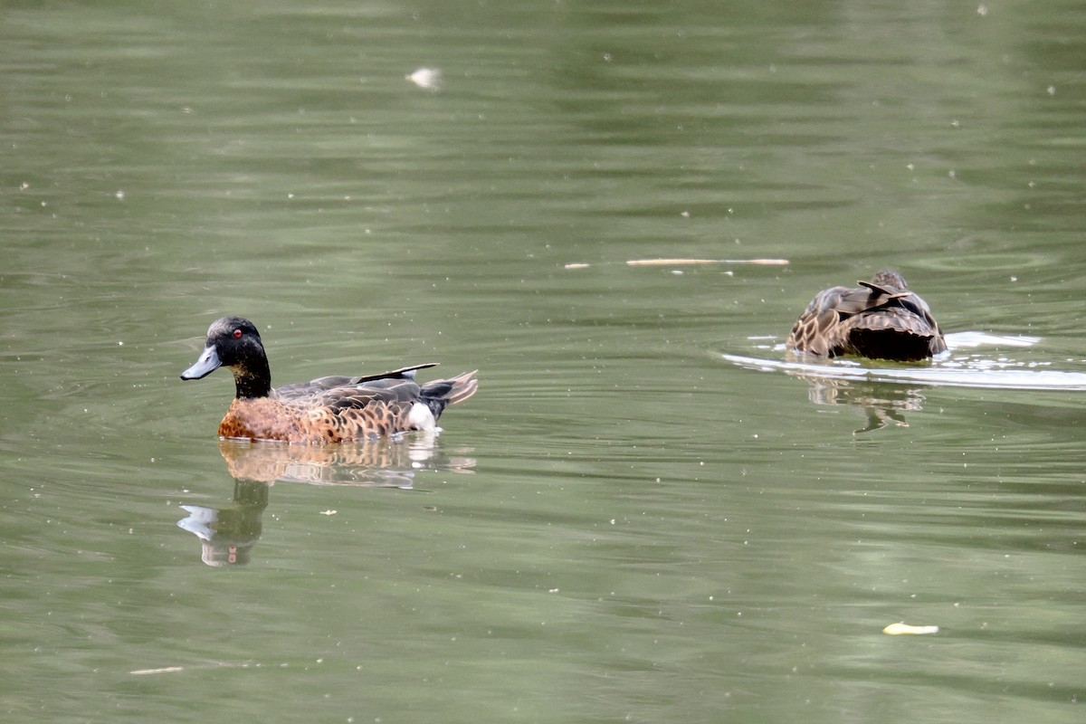 Chestnut Teal - ML647064088
