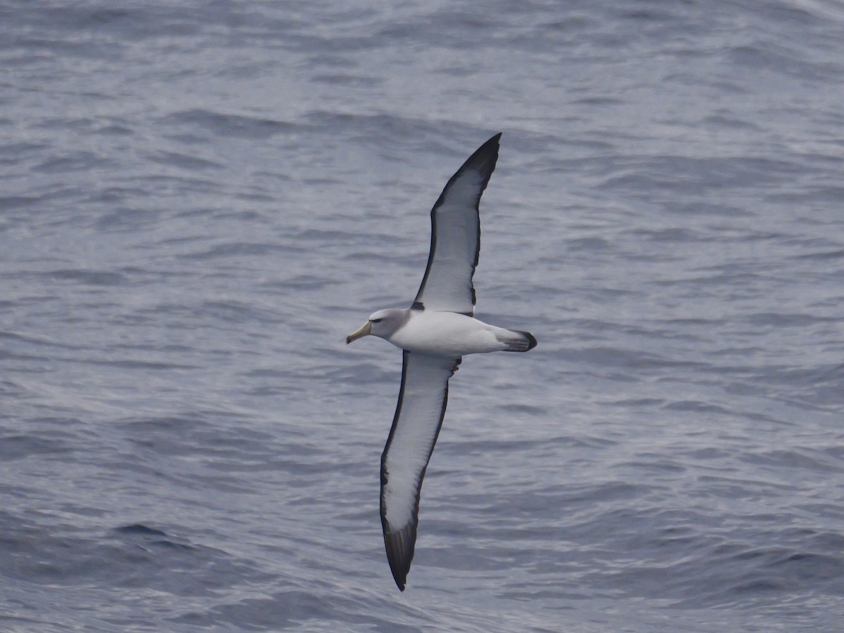 Salvin's Albatross - ML647064092