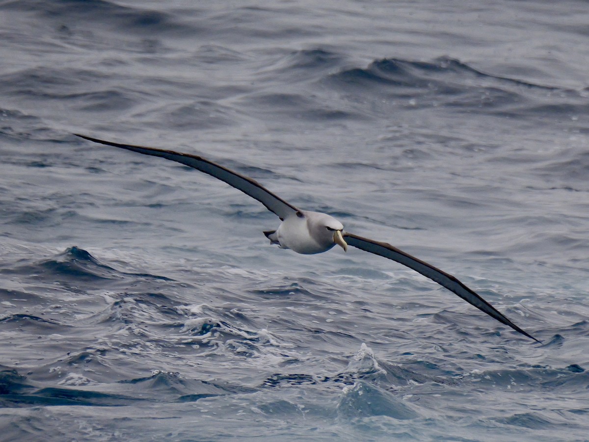 Salvin's Albatross - ML647064093