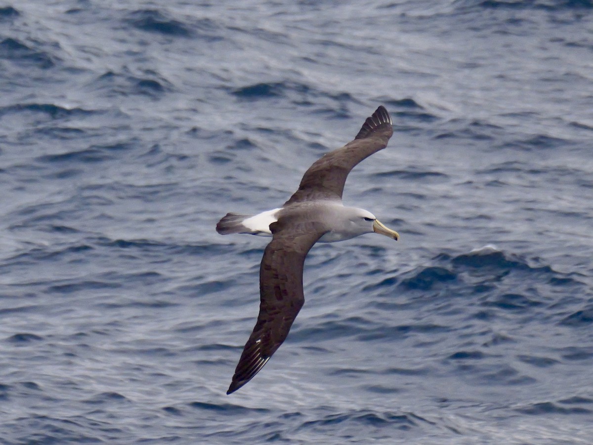 Salvin's Albatross - ML647064094