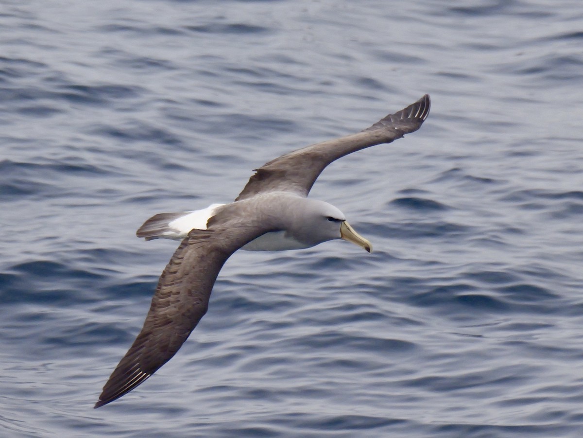 Salvin's Albatross - ML647064095