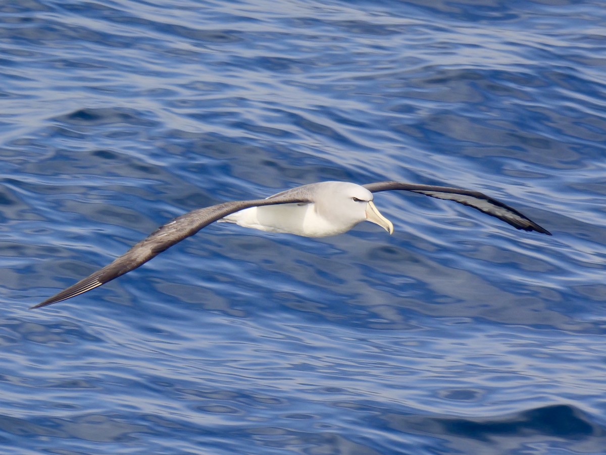 Salvin's Albatross - ML647064096