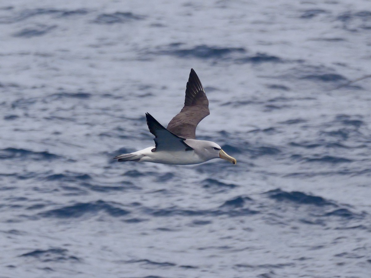 Salvin's Albatross - ML647064097