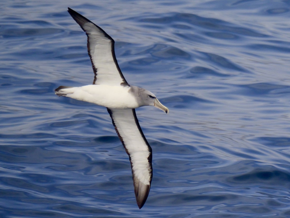 Salvin's Albatross - ML647064098