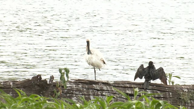 Королевская колпица - ML647064099