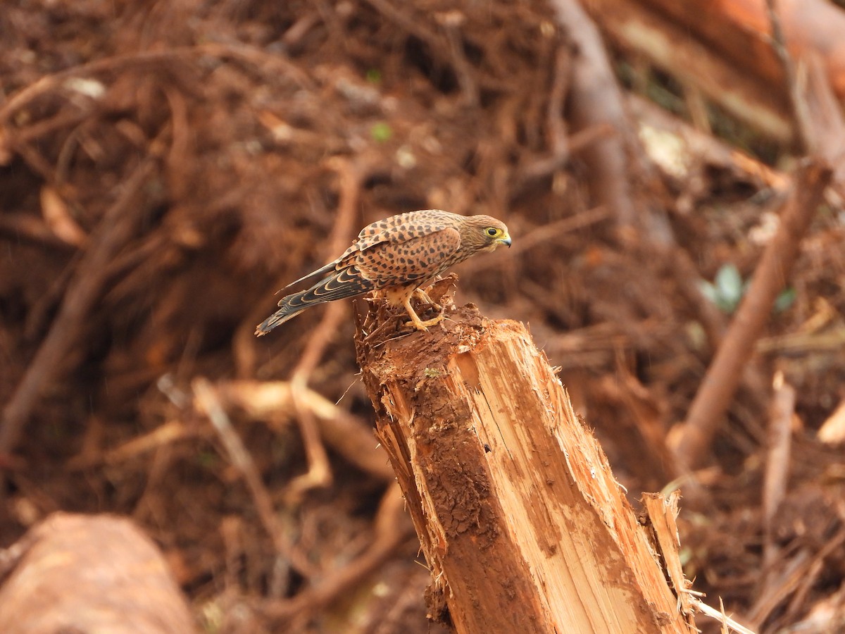 モルッカチョウゲンボウ - ML647064100