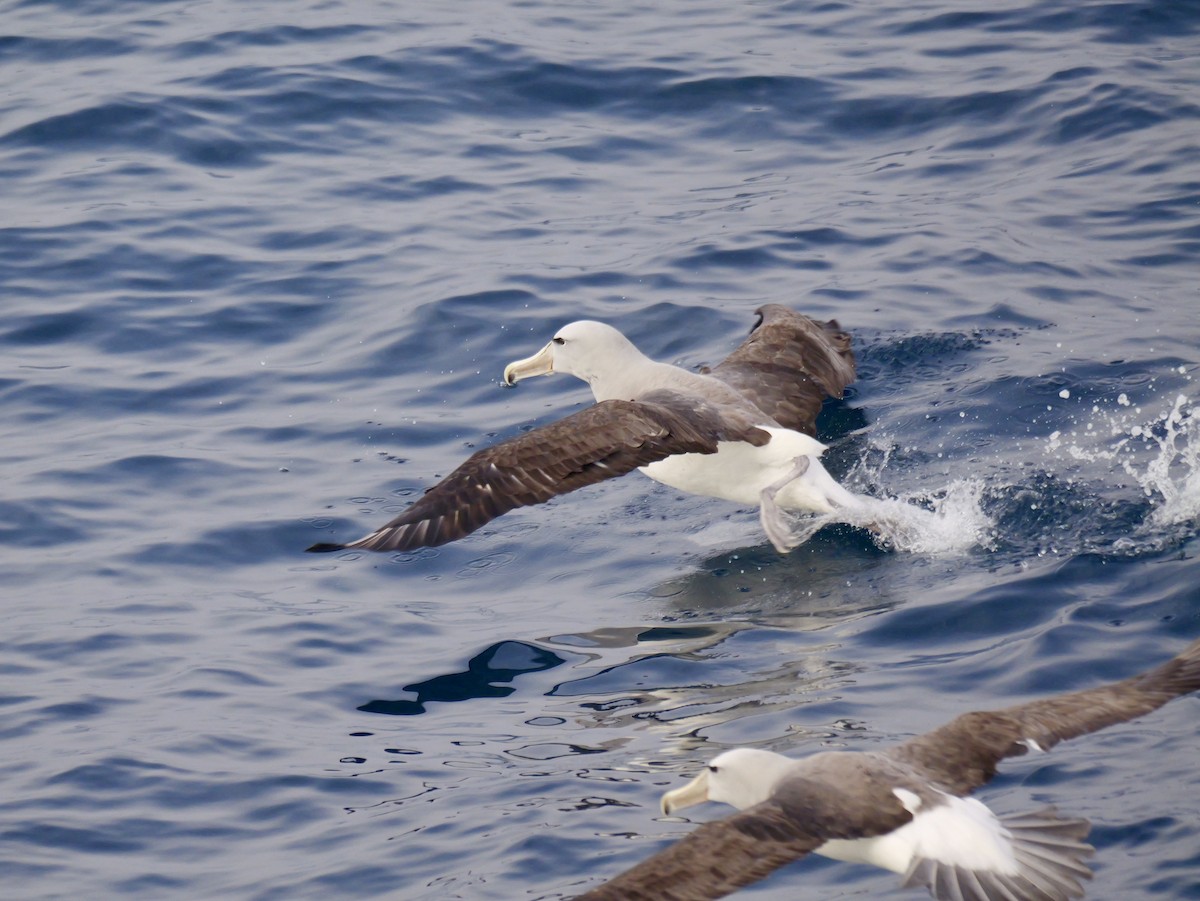 Salvin's Albatross - ML647064102