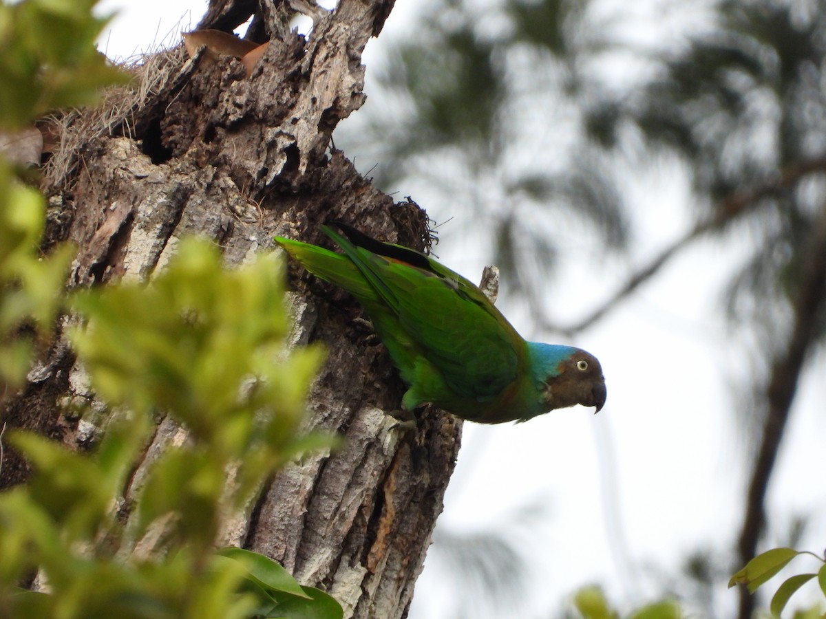 Red-cheeked Parrot - ML647064104