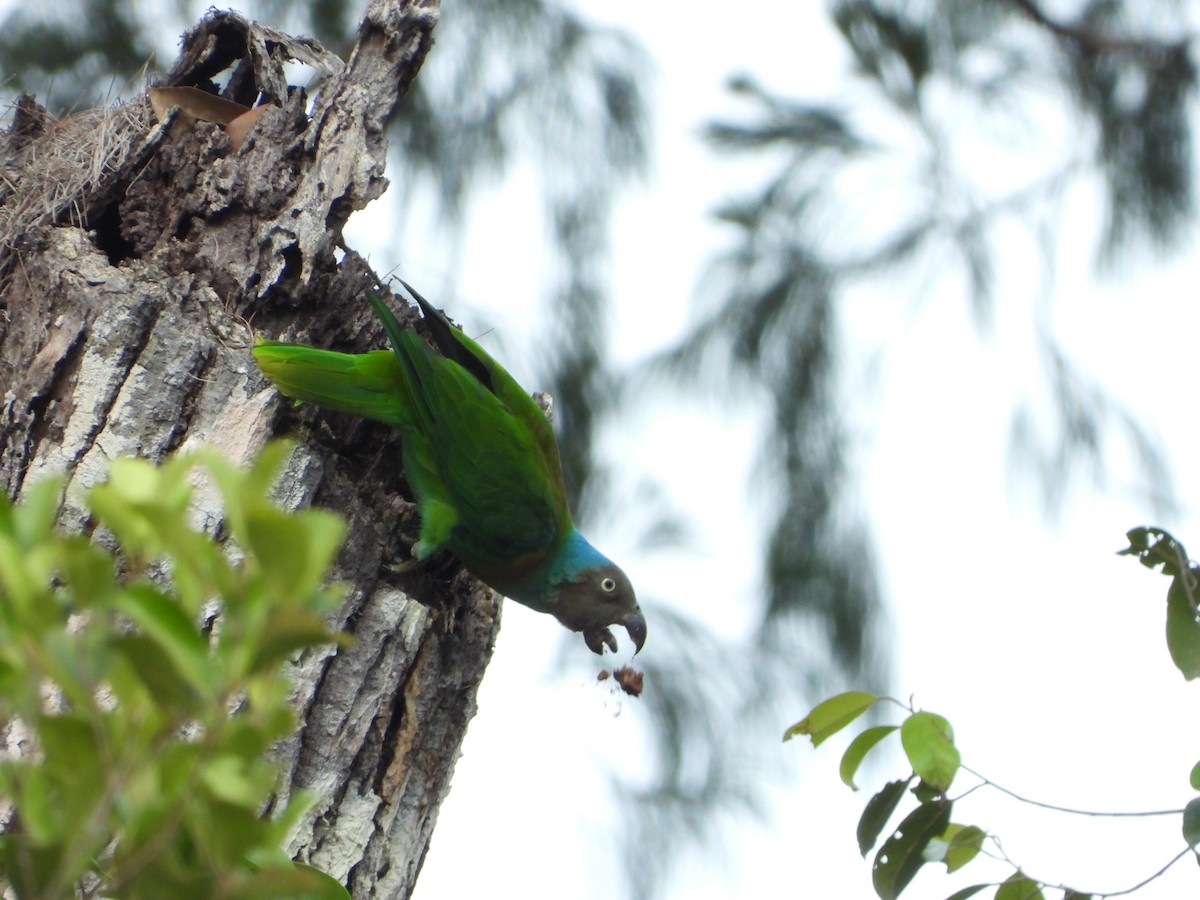 アカガオインコ - ML647064105