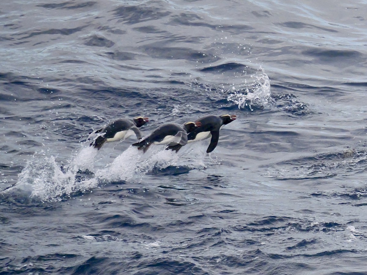 Erect-crested Penguin - ML647064106