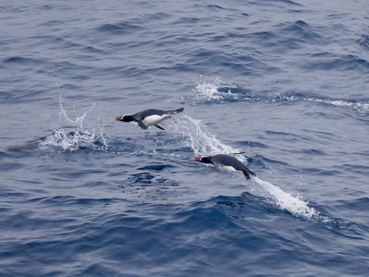 マユダチペンギン - ML647064107