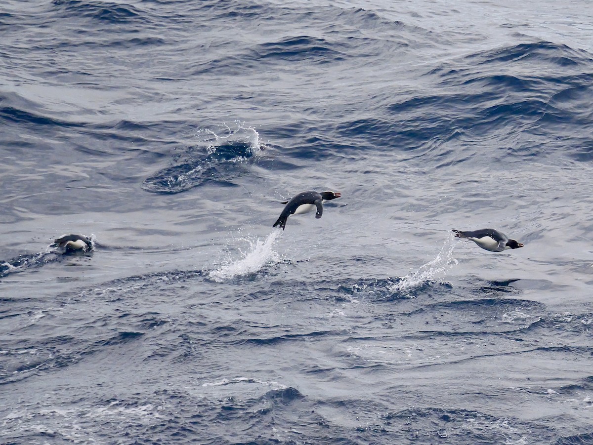 マユダチペンギン - ML647064108