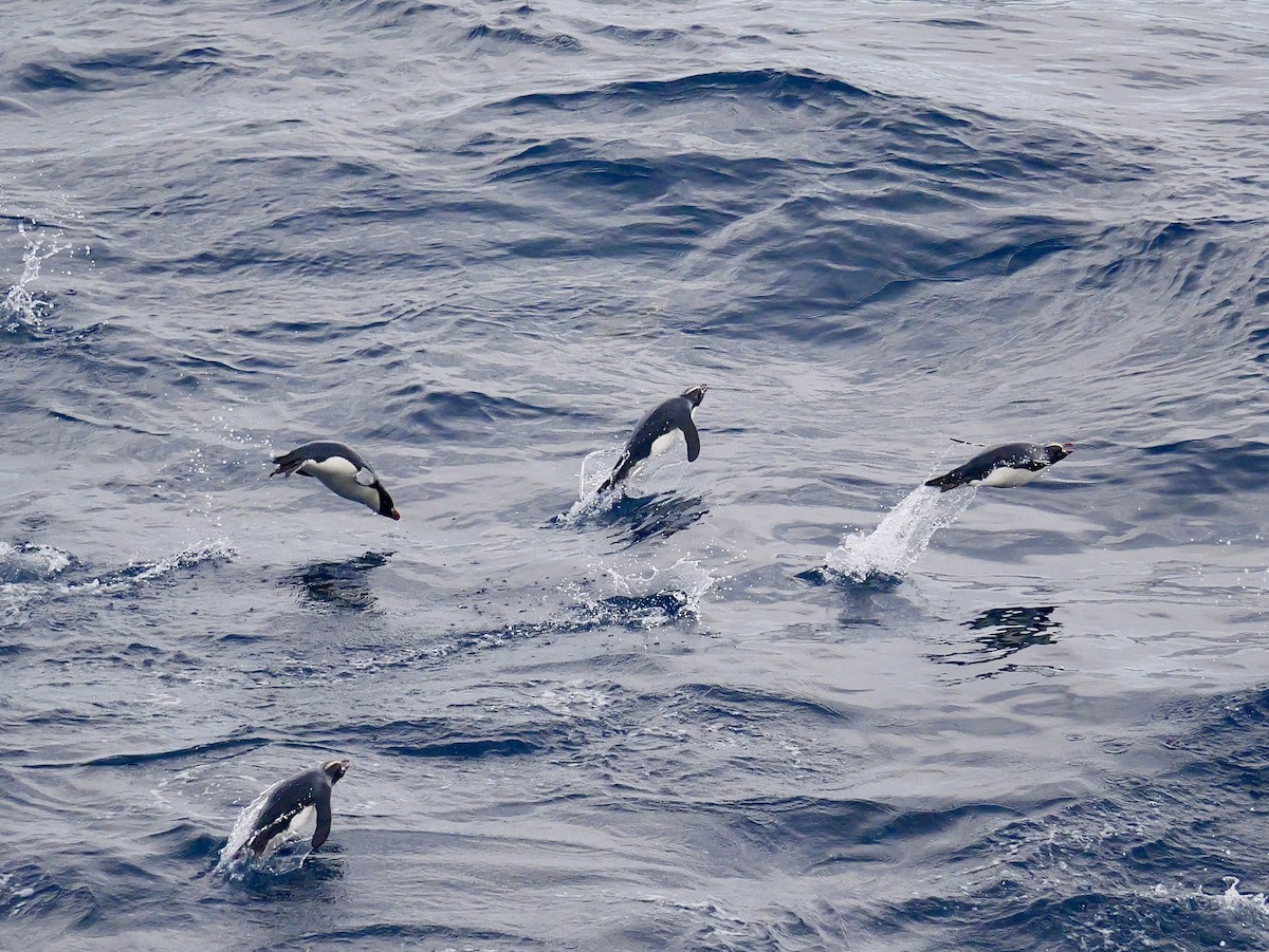 Erect-crested Penguin - ML647064109