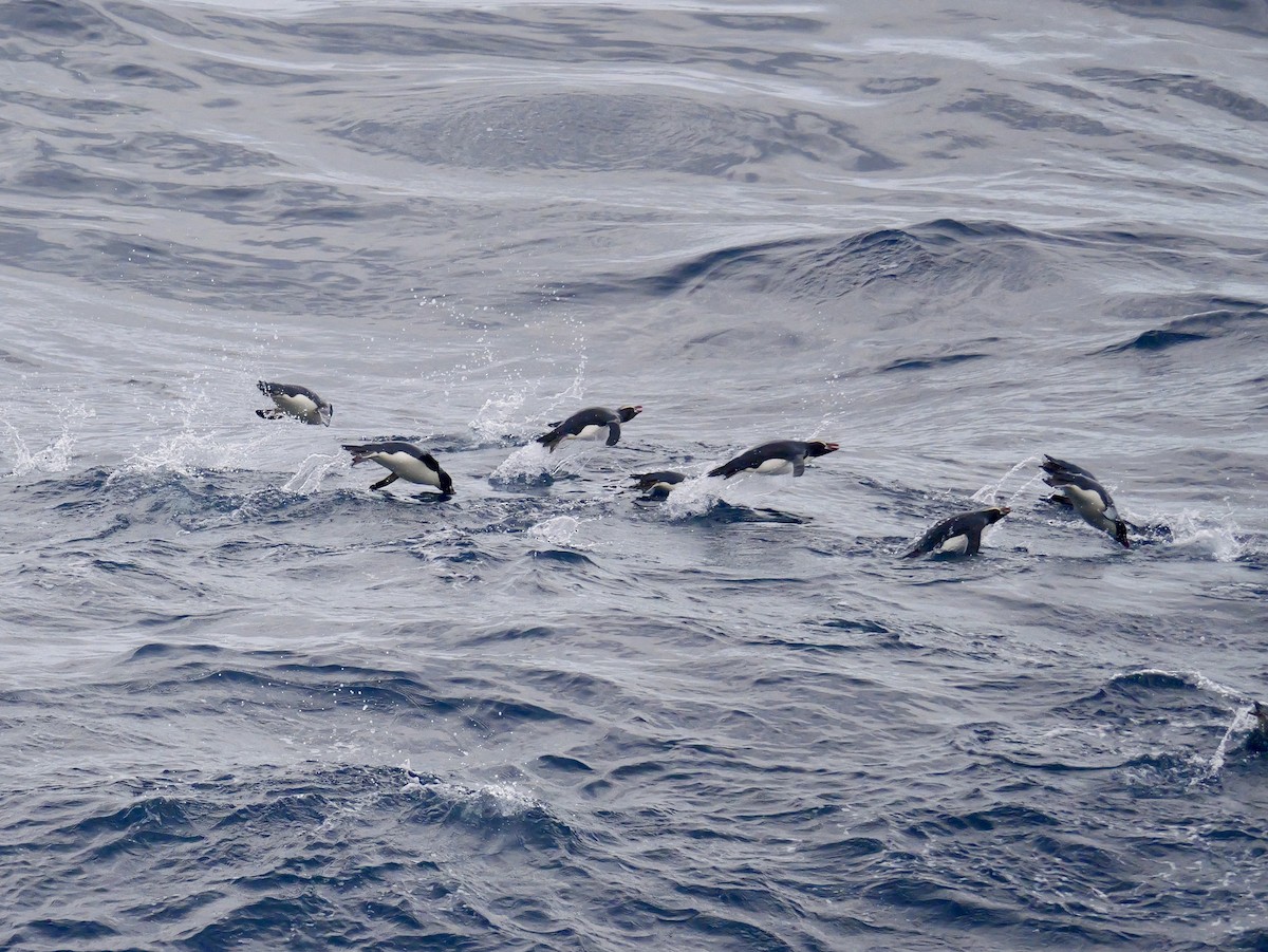 マユダチペンギン - ML647064110