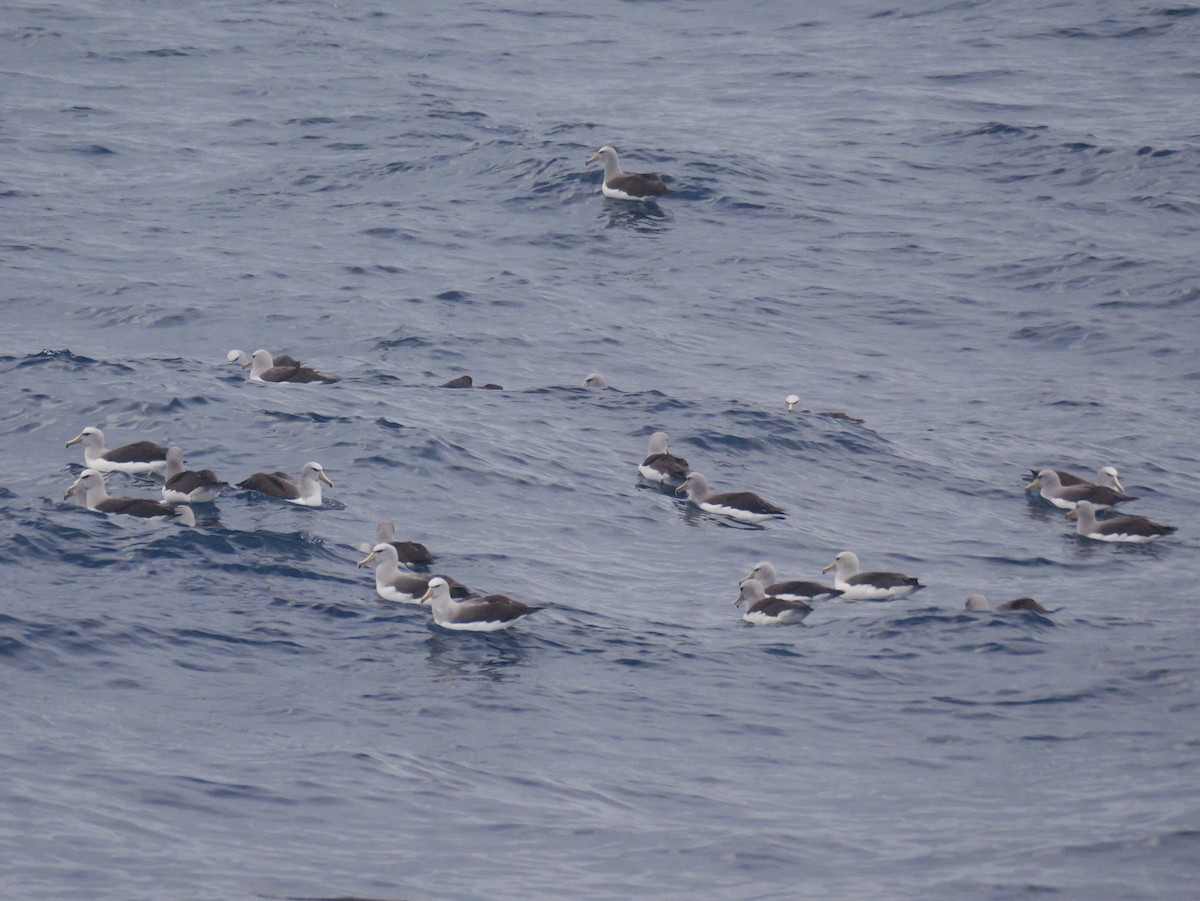 マユダチペンギン - ML647064111