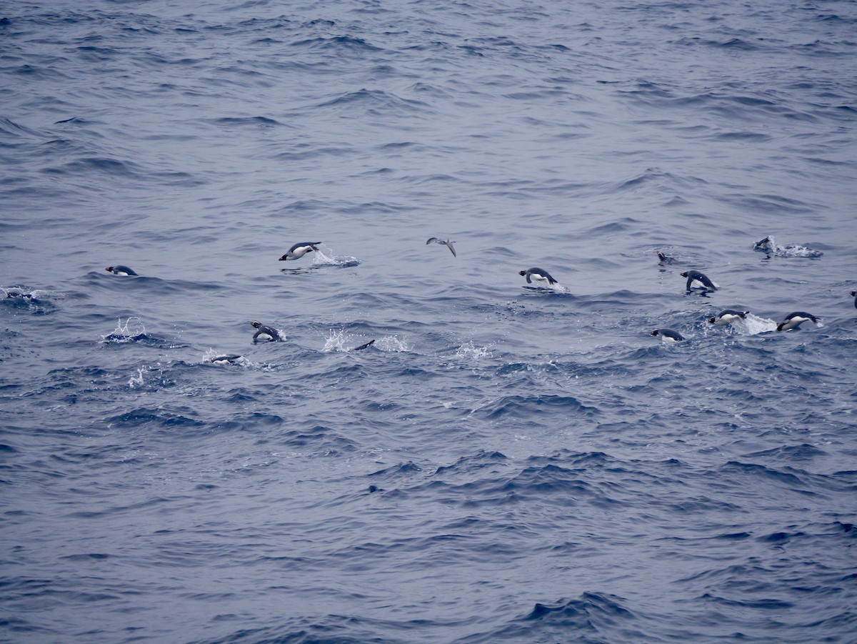 マユダチペンギン - ML647064113