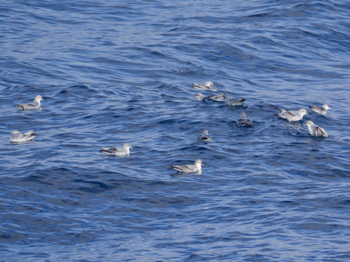 ハシブトクジラドリ - ML647064115